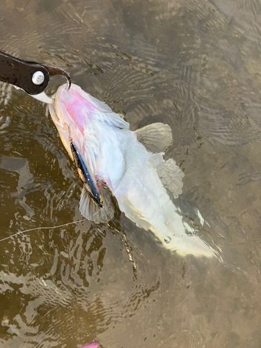 マゴチの釣果