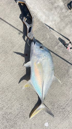 ガーラの釣果