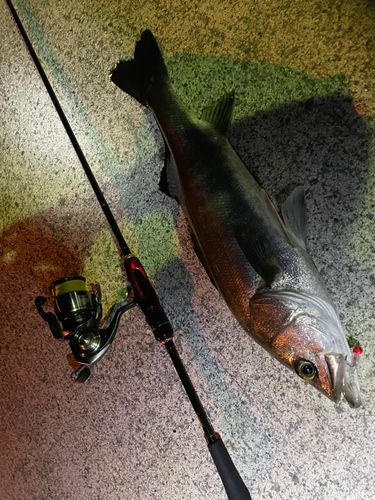 シーバスの釣果