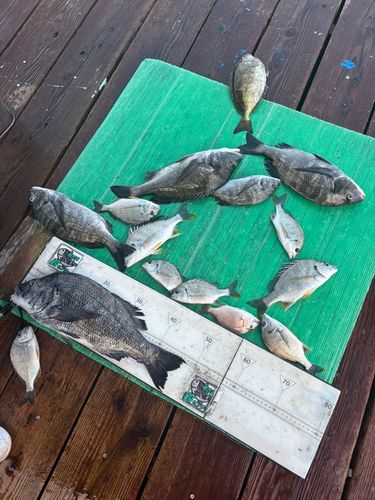クロダイの釣果