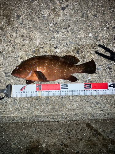 アコウの釣果