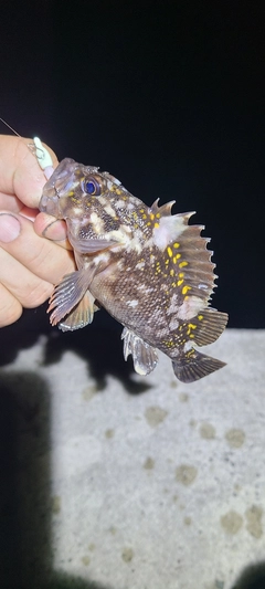 オウゴンムラソイの釣果