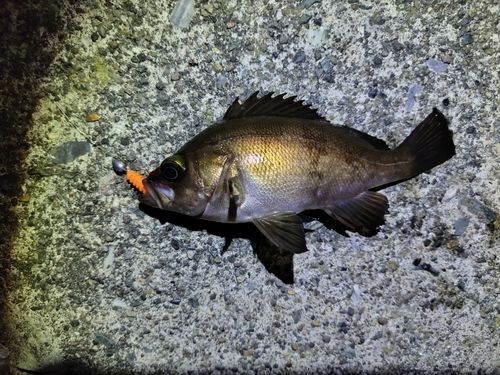 シロメバルの釣果