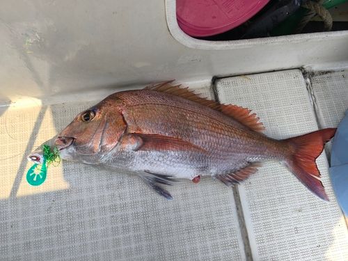 マダイの釣果