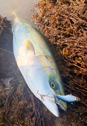 ハマチの釣果