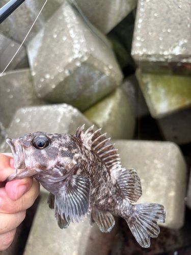 ムラソイの釣果