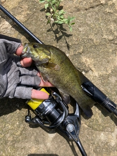 スモールマウスバスの釣果