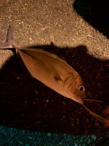 ギンガメアジの釣果