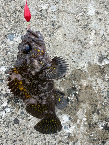 オウゴンムラソイの釣果