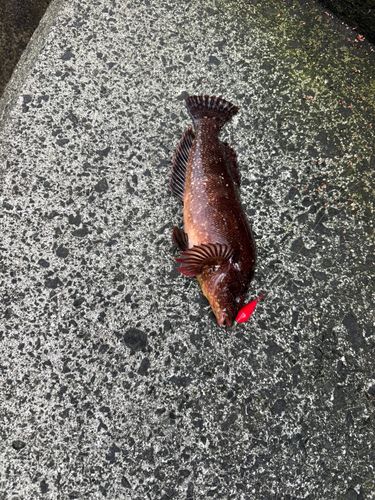 クジメの釣果