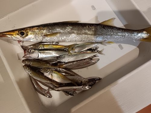 カマスの釣果