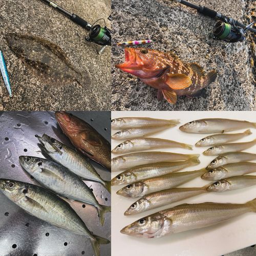 ムロアジの釣果