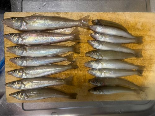 キスの釣果