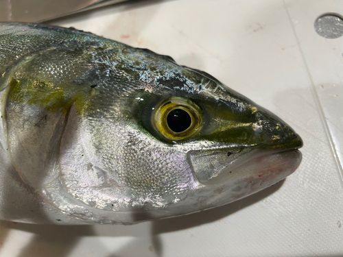 イナダの釣果