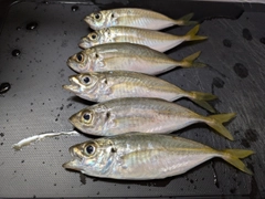 アジの釣果