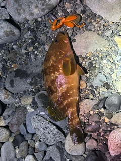 キジハタの釣果