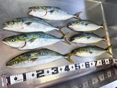 フクラギの釣果
