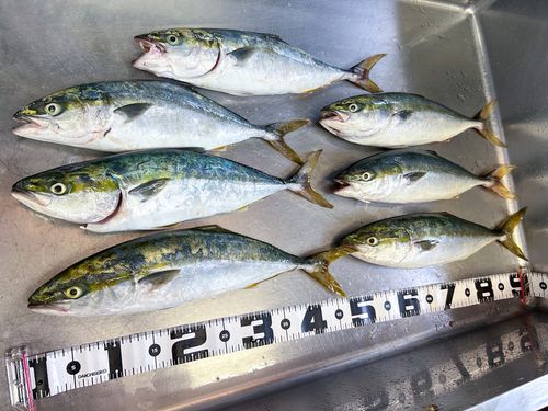 フクラギの釣果