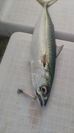 サバの釣果