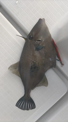ウマヅラハギの釣果