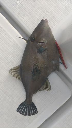 ウマヅラハギの釣果