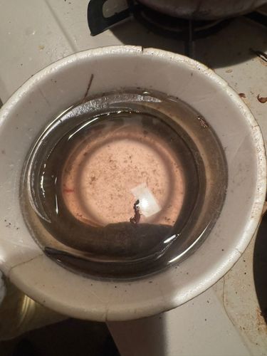 ウナギの釣果