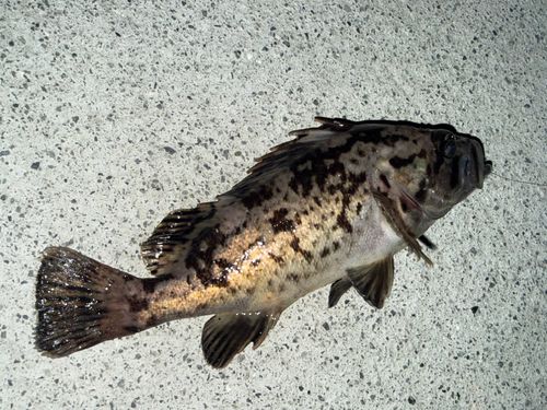 クロソイの釣果