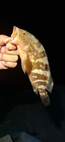アコウの釣果