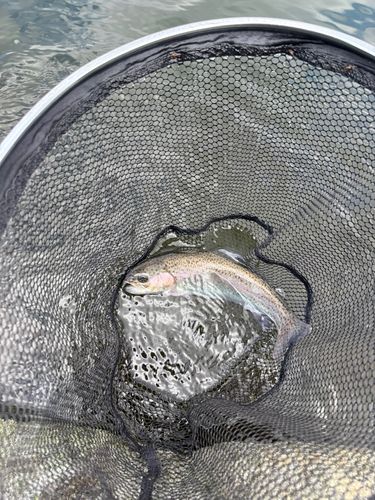 トラウトの釣果