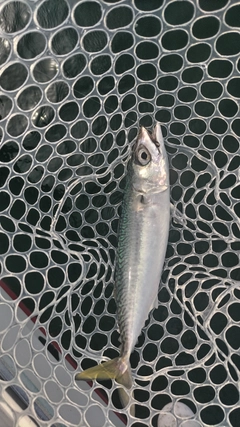 サバの釣果