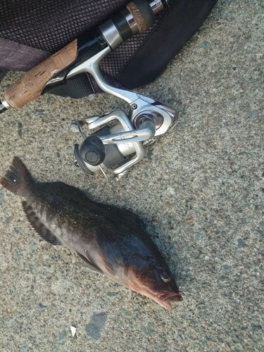 アイナメの釣果