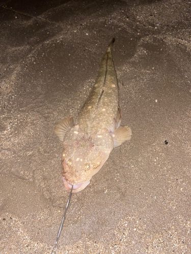 マゴチの釣果