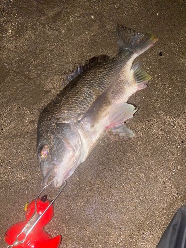 キビレの釣果