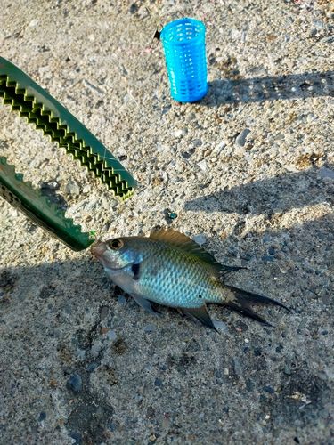 クロスズメダイの釣果