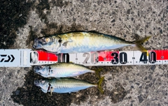 マルアジの釣果