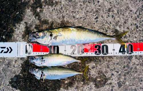 マルアジの釣果