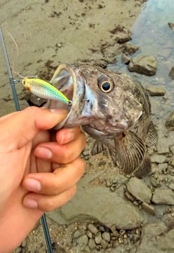 クロソイの釣果