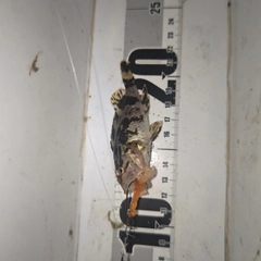 タケノコメバルの釣果