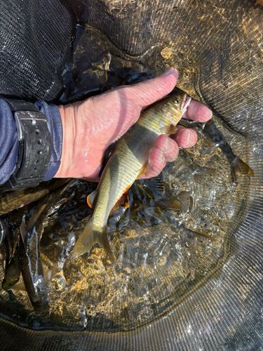 アユの釣果