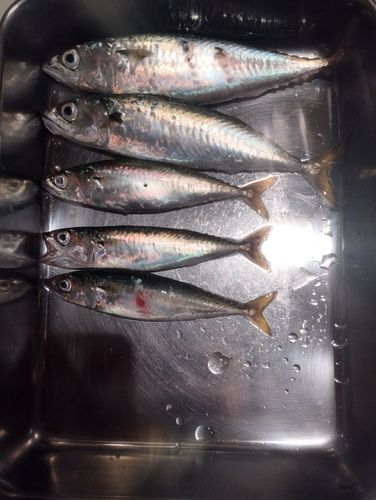 サバの釣果