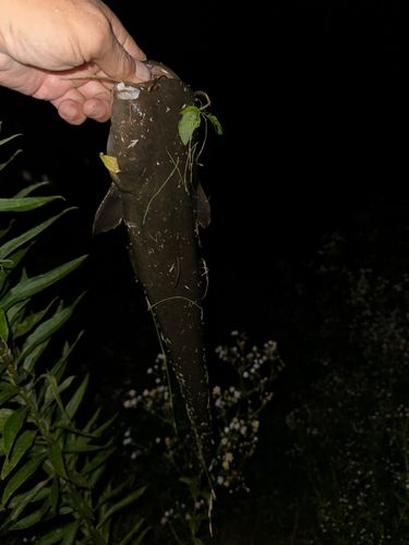 マナマズの釣果