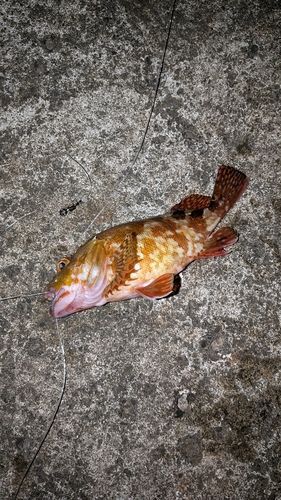 カサゴの釣果