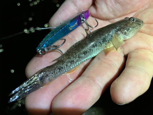 マハゼの釣果