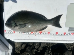 メジナの釣果