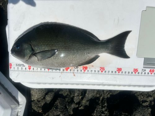 メジナの釣果