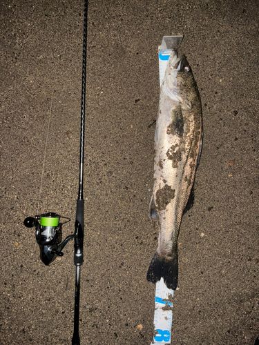 シーバスの釣果