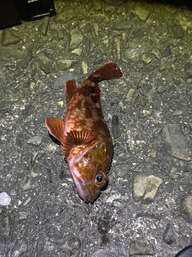 ガシラの釣果