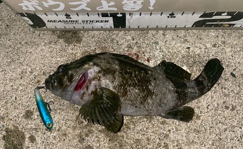 クロソイの釣果