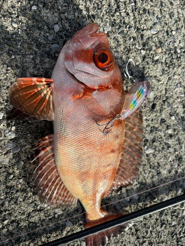 ホウセキキントキの釣果