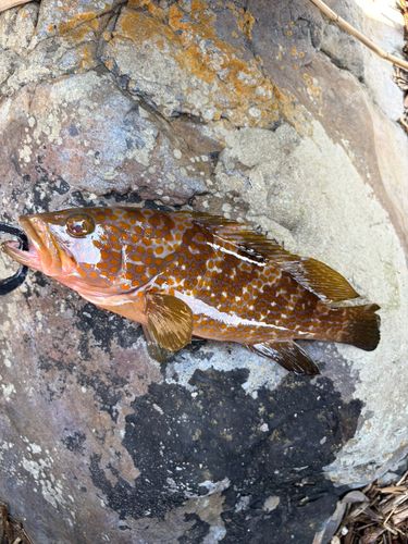 キジハタの釣果